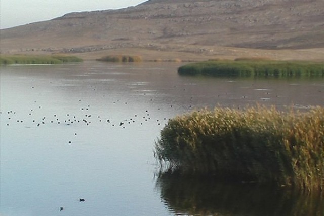 هم&zwnj;همه&zwnj;ای برای هامون ایران