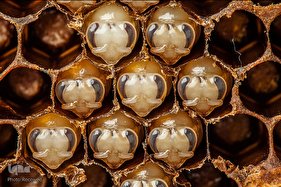 شهد شیرین عسل