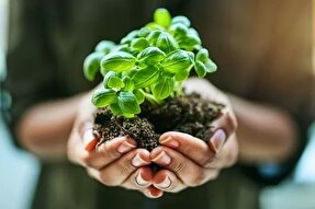 اعجاز قرآن درباره تناسب حجم گیاهان روی زمین با اکسیژن هوا