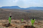 غرس بیش از ۶۰۰ هزار اصله نهال در سیستان‌وبلوچستان