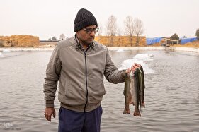 برداشت شب یلدایی‌ ماهی قزل آلا