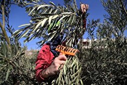 İsrail, Filistinli çiftçileri destekleyen 32 yabancı aktivisti sınır dışı etti